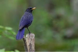 Blue Whistling Thrush