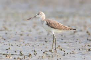 Common Greenshank