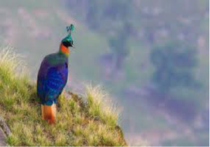 Himalayan Monal