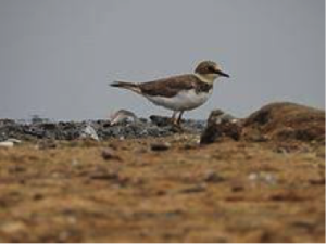 Little Ringed Plover