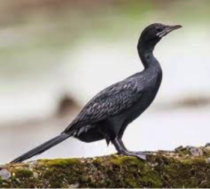 Little Cormorant