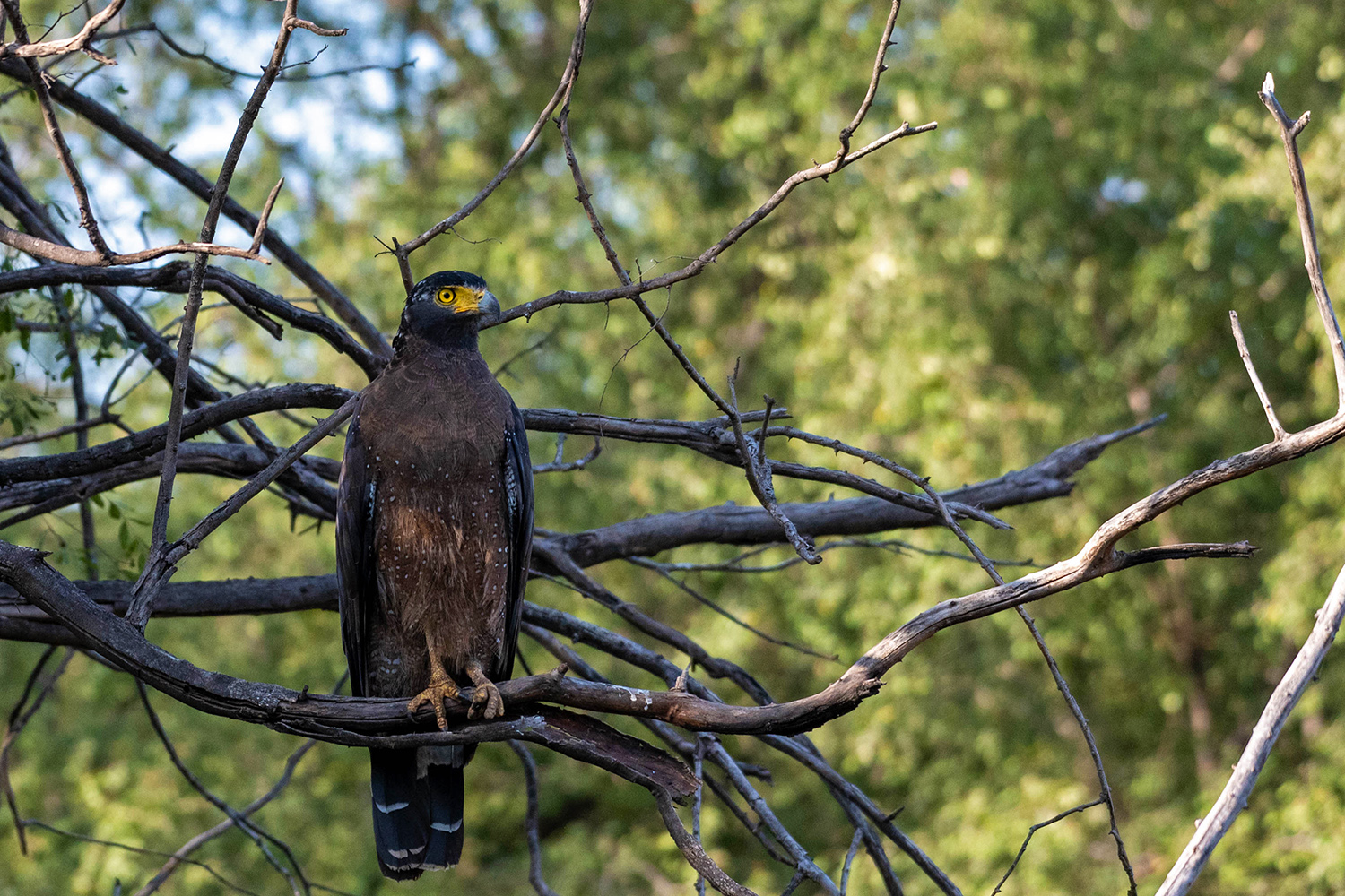 Wildlife click of Crested Serpant Eagle by Lens Academy Basic Photography student Ishita A